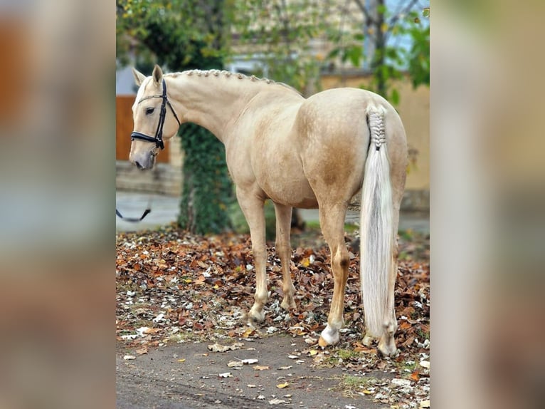 Other Warmbloods Mare 6 years 16 hh Palomino in Gyula
