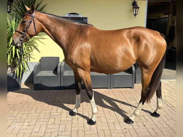 Other Warmbloods Mare 6 years 16,1 hh Brown in K&#xFC;hnsdorf