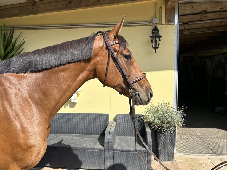 Other Warmbloods Mare 6 years 16,1 hh Brown in K&#xFC;hnsdorf