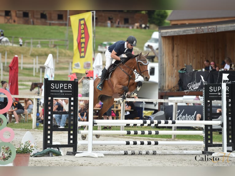 Other Warmbloods Mare 6 years 16,1 hh Brown in K&#xFC;hnsdorf