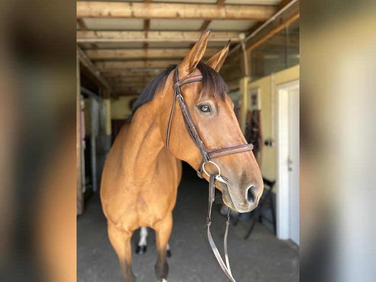Other Warmbloods Mare 6 years 16,1 hh Brown in K&#xFC;hnsdorf