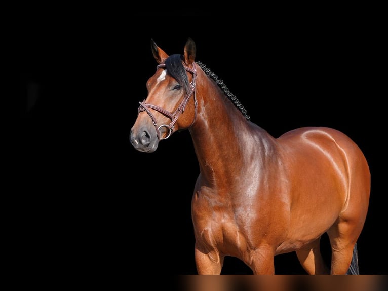 Other Warmbloods Mare 6 years 16,1 hh Brown in Z&#xFC;lpich