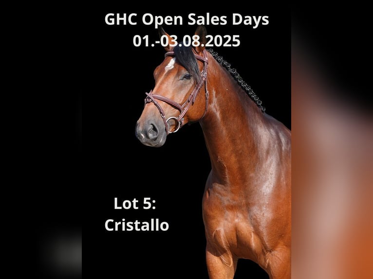 Other Warmbloods Mare 6 years 16,1 hh Brown in Z&#xFC;lpich