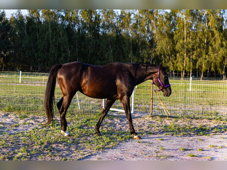 Other Warmbloods Mix Mare 6 years 16,2 hh Black in S&#x142;o&#x144;sko