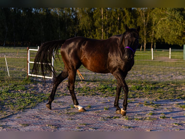 Other Warmbloods Mare 6 years 16,2 hh Black in S&#x142;o&#x144;sko