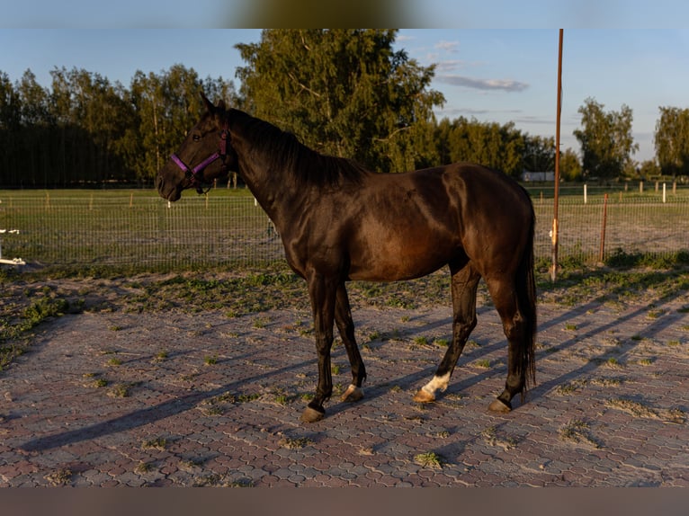Other Warmbloods Mix Mare 6 years 16,2 hh Black in S&#x142;o&#x144;sko