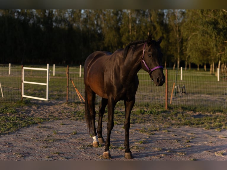 Other Warmbloods Mare 6 years 16,2 hh Black in S&#x142;o&#x144;sko