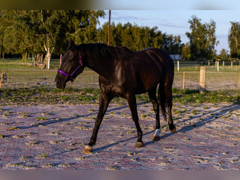 Other Warmbloods Mare 6 years 16,2 hh Black in S&#x142;o&#x144;sko