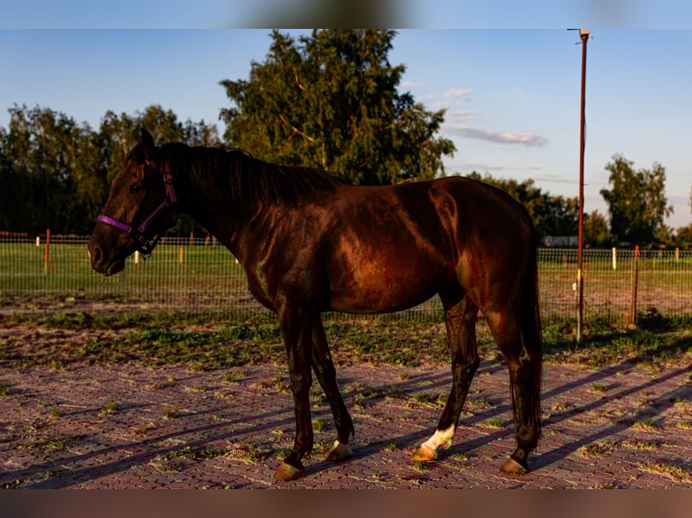 Other Warmbloods Mare 6 years 16,2 hh Black in S&#x142;o&#x144;sko