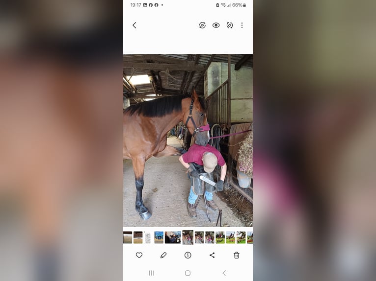 Other Warmbloods Mare 6 years 17 hh Bay in Devon
