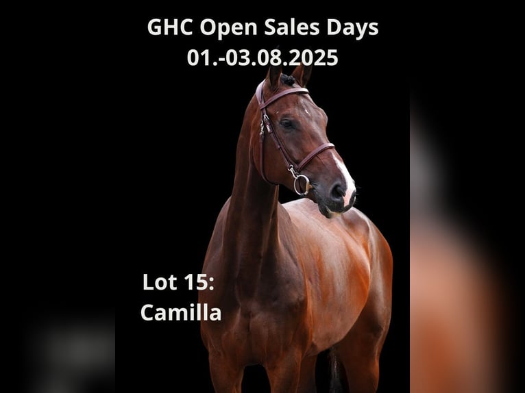 Other Warmbloods Mare 6 years Bay-Dark in Z&#xFC;lpich