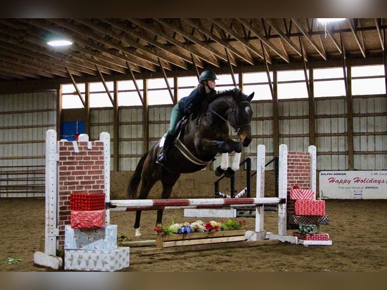 Other Warmbloods Mare 6 years Bay in Highlands MI