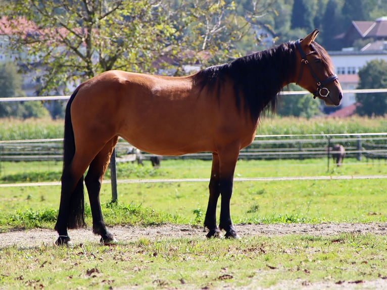 Other Warmbloods Mare 7 years 14,2 hh Dun in Kirchbichl