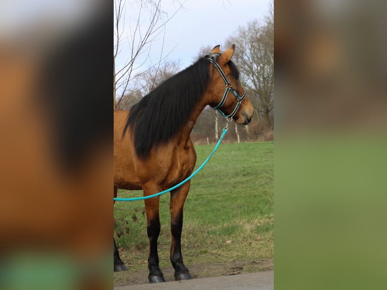 Other Warmbloods Mare 7 years 14,2 hh Dun in Kirchbichl