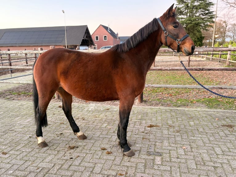Other Warmbloods Mare 7 years 14,1 hh Bay-Dark in Heusden zolder