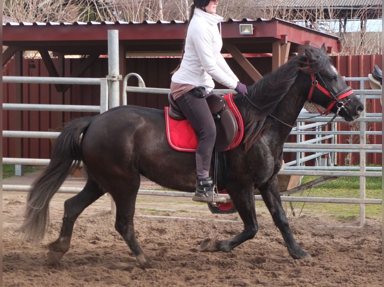 Other Warmbloods Mare 7 years 15,1 hh Black in Ellersleben