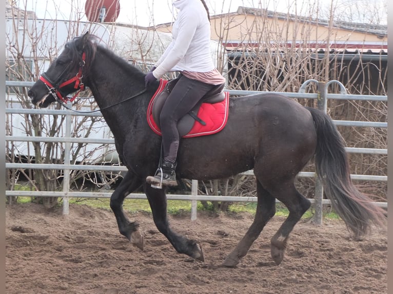 Other Warmbloods Mare 7 years 15,1 hh Black in Ellersleben