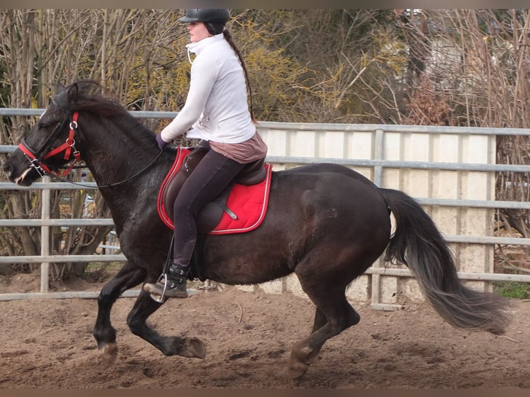 Other Warmbloods Mare 7 years 15,1 hh Black in Ellersleben