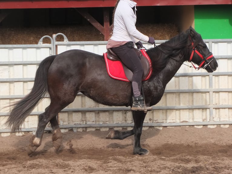 Other Warmbloods Mare 7 years 15,1 hh Black in Ellersleben