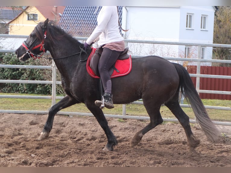 Other Warmbloods Mare 7 years 15,1 hh Black in Ellersleben