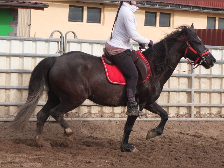 Other Warmbloods Mare 7 years 15,1 hh Black in Ellersleben