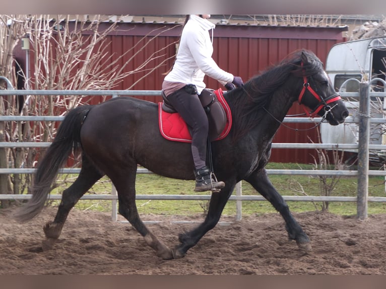 Other Warmbloods Mare 7 years 15,1 hh Black in Ellersleben