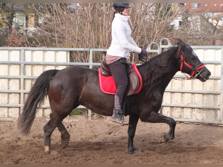 Other Warmbloods Mare 7 years 15,1 hh Black in Ellersleben