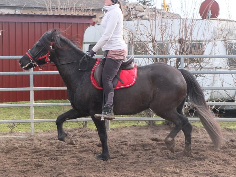 Other Warmbloods Mare 7 years 15,1 hh Black in Ellersleben