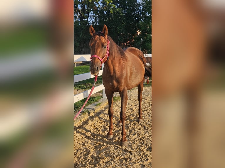 Other Warmbloods Mare 7 years 15,1 hh Chestnut-Red in Muhr am See