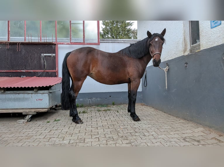 Other Warmbloods Mare 7 years 15.2 hh Brown in Walzbachtal