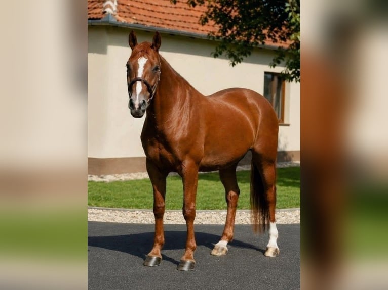 Other Warmbloods Mare 7 years 15.2 hh Chestnut-Red in Békéscsaba