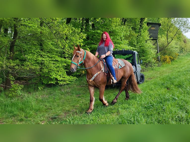 Other Warmbloods Mare 7 years 15,3 hh Chestnut-Red in Linkenbach