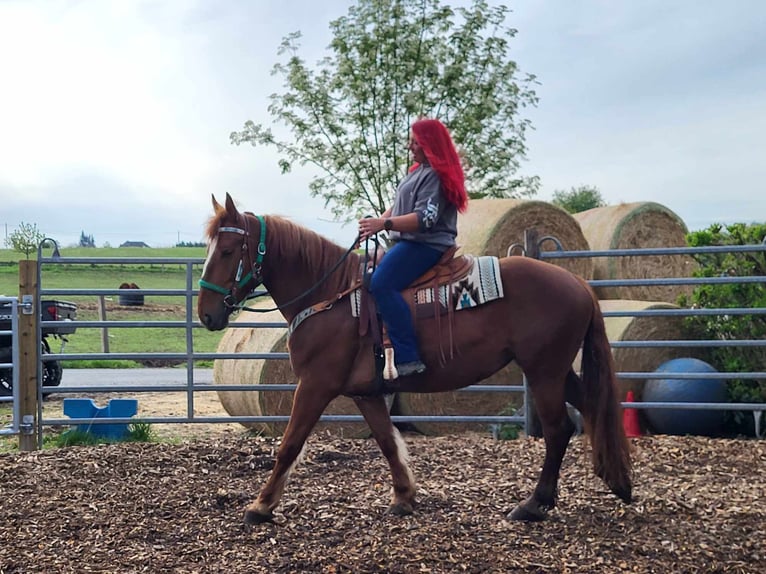 Other Warmbloods Mare 7 years 15,3 hh Chestnut-Red in Linkenbach