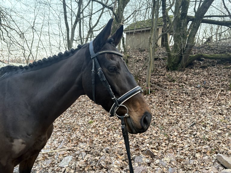 Other Warmbloods Mare 7 years 15 hh Bay-Dark in Friedrichsthal-Bildstock