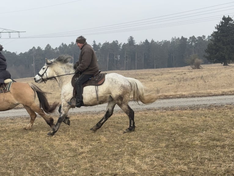 Other Warmbloods Mix Mare 7 years 15 hh Grey in Fuchstal