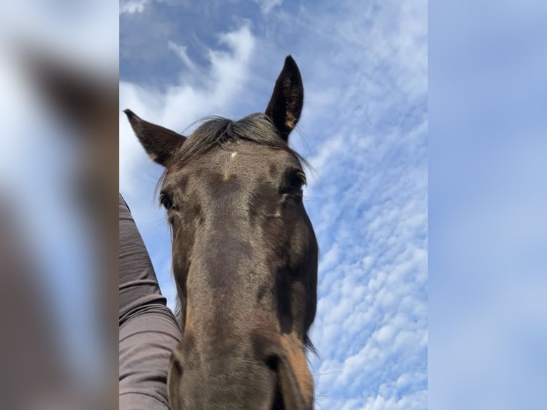 Other Warmbloods Mare 7 years 15,2 hh Bay-Dark in Hüttenberg
