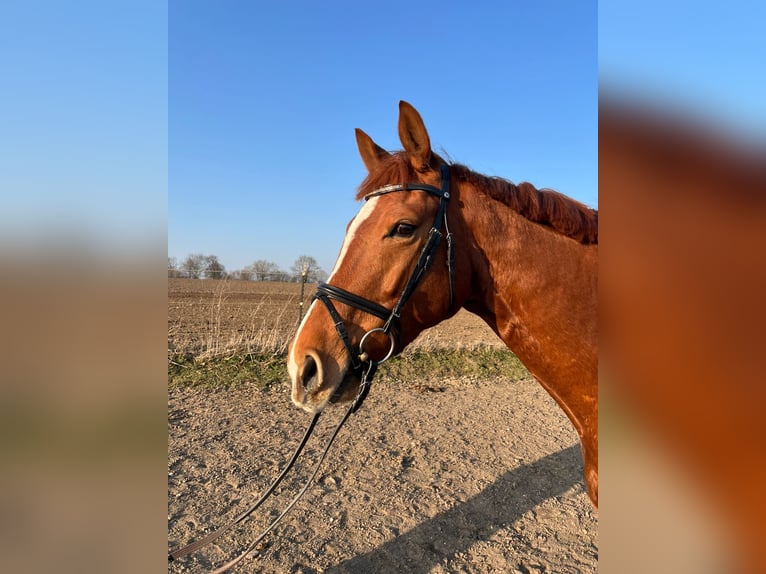 Other Warmbloods Mare 7 years 16.1 hh Chestnut-Red in Nehms