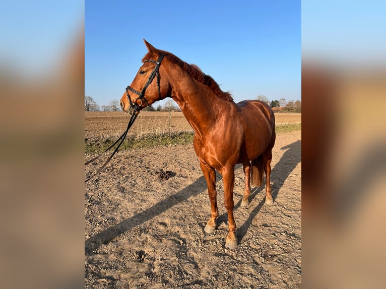 Other Warmbloods Mare 7 years 16.1 hh Chestnut-Red in Nehms
