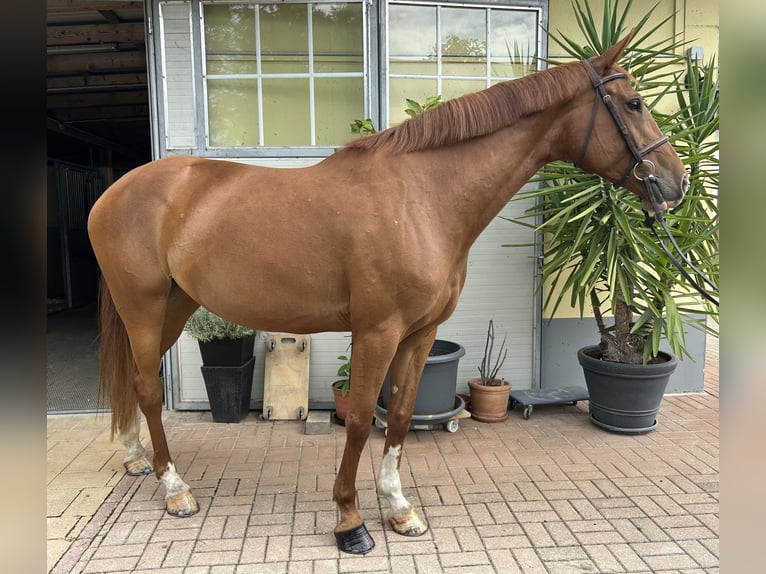 Other Warmbloods Mare 7 years 16.1 hh Chestnut-Red in Kühnsdorf