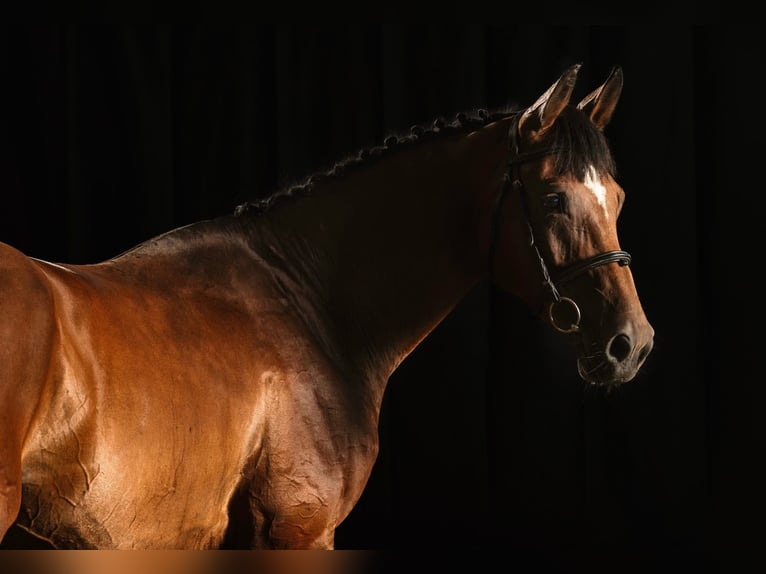 Other Warmbloods Mare 7 years 16 hh Brown in GROTE-BROGEL