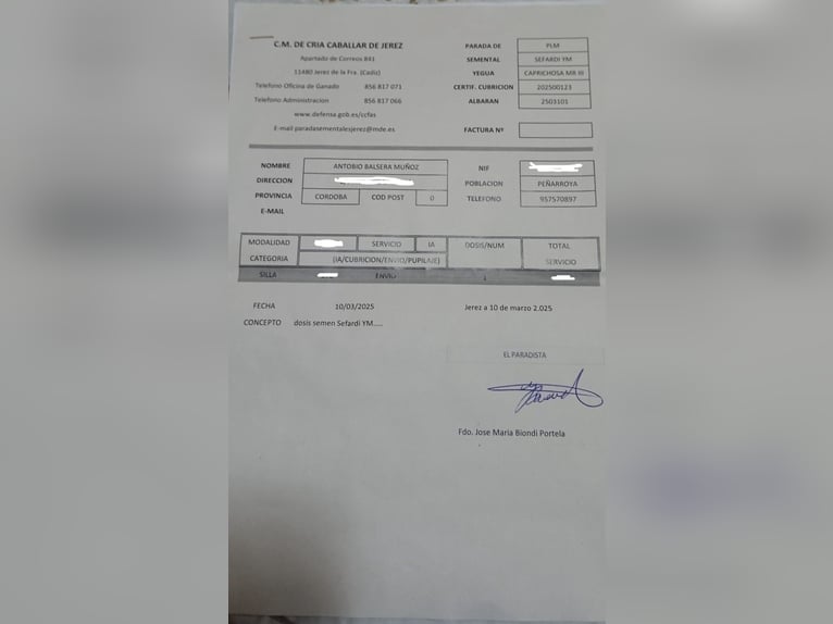 Other Warmbloods Mare 7 years 16,1 hh Bay-Dark in Andalucía