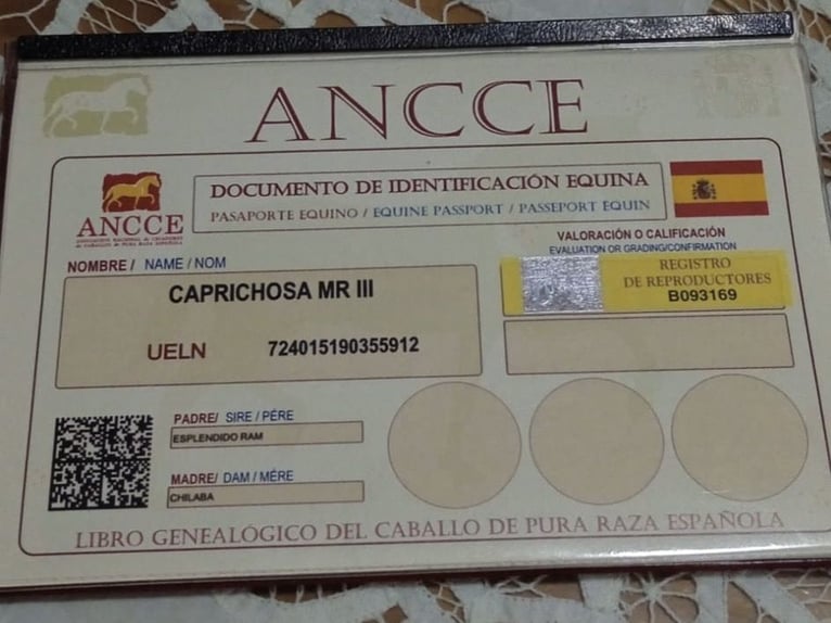 Other Warmbloods Mare 7 years 16,1 hh Bay-Dark in Andalucía