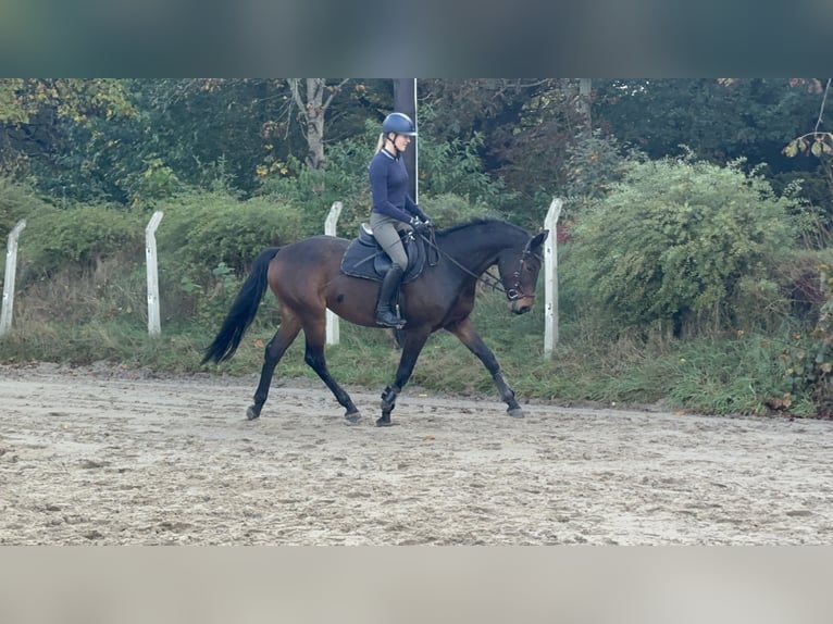 Other Warmbloods Mare 7 years 16,1 hh Bay-Dark in Wardenburg