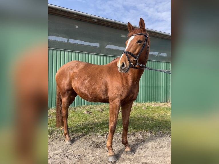 Other Warmbloods Mare 7 years 16,1 hh Chestnut-Red in Nehms