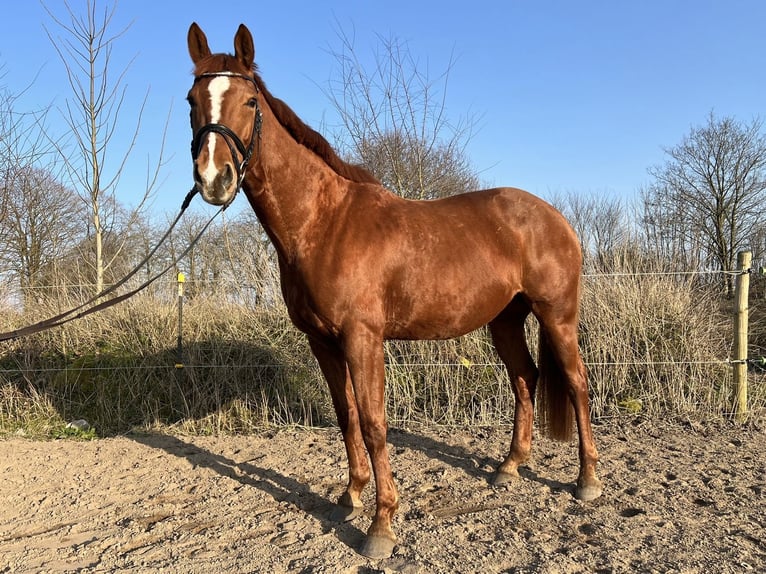 Other Warmbloods Mare 7 years 16,1 hh Chestnut-Red in Nehms