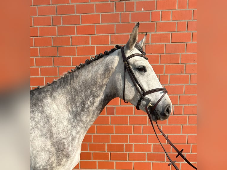 Other Warmbloods Mare 7 years 16,1 hh Gray-Dapple in Holdorf