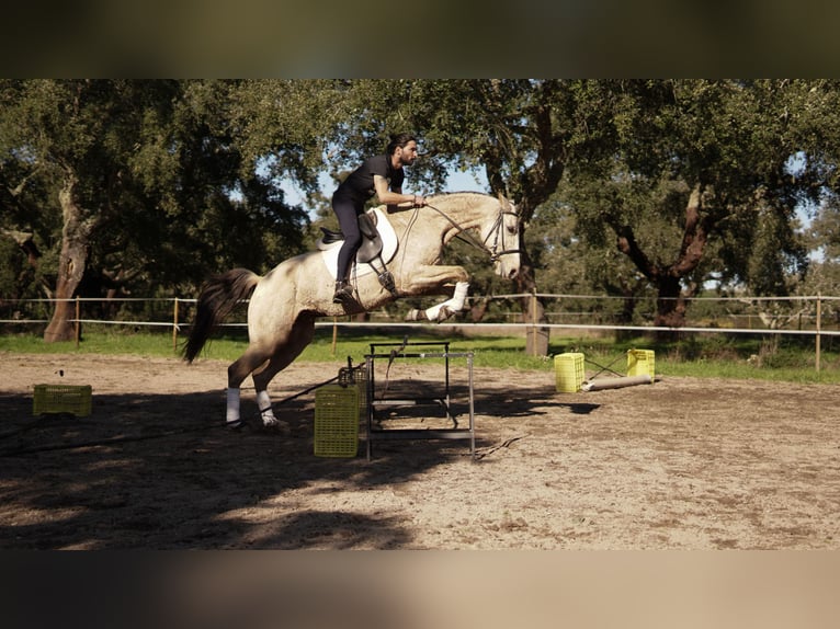 Other Warmbloods Mix Mare 7 years 17 hh Buckskin in Coruche