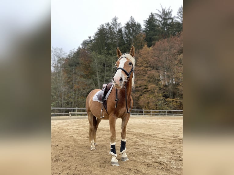 Other Warmbloods Mix Mare 8 years 14,1 hh in Markt Hartmannsdorf