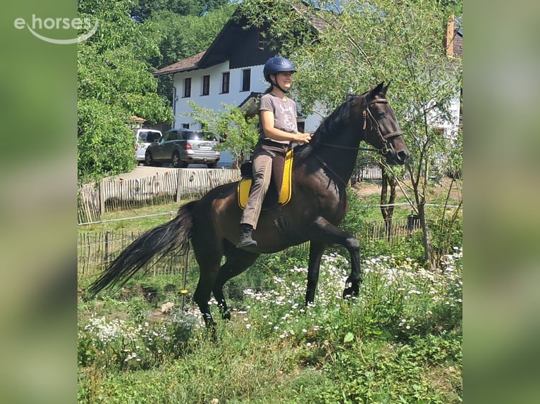 Other Warmbloods Mare 8 years 14.3 hh Bay-Dark in Bayerbach