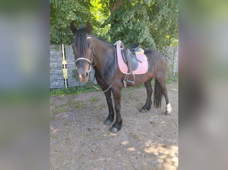 Other Warmbloods Mare 8 years 15,1 hh Black in Wittlich